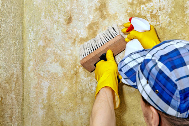 Best HVAC Mold Inspection and Cleaning  in Long Neck, DE