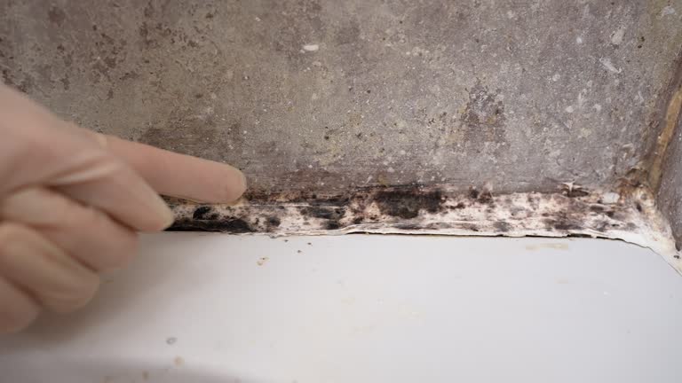 Best Emergency Mold Remediation  in Long Neck, DE