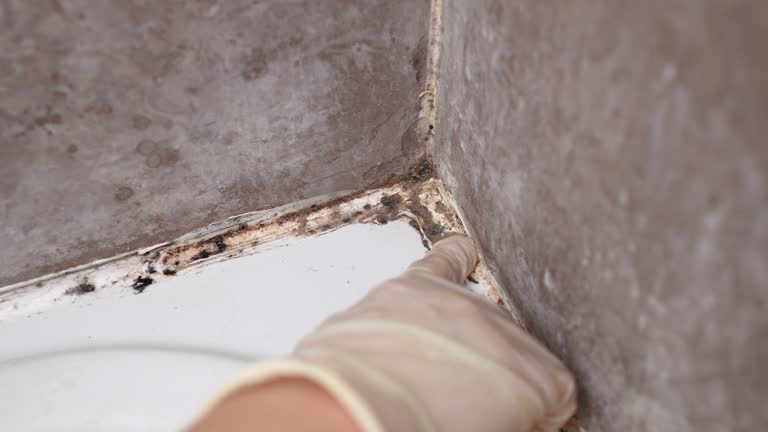 Best Residential Mold Inspection & Testing  in Long Neck, DE